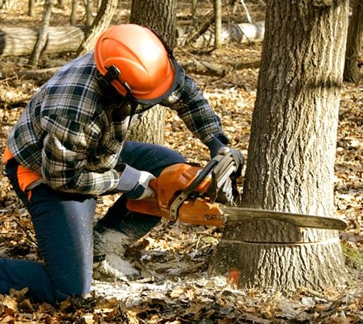 Tree Removal in Ninnekah, OK